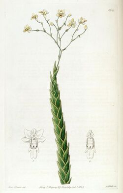 Lockhartia acuta (as Fernandezia acuta) - Edwards vol 21 pl 1806 (1836).jpg