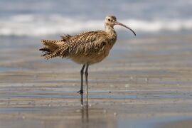 a Long-billed curlew wading in shallow water