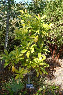 Magnolia sinica (Manglietiastrum sinicum) - Mendocino Coast Botanical Gardens - DSC02074.JPG