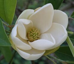 Magnolia virginiana flower 2.jpg