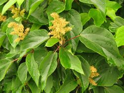 Mallotus japonicus female flowers.JPG