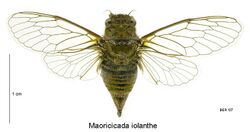 Maoricicada iolanthe female.jpg