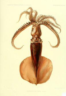 Mastigoteuthis magna - Résultats des campagnes scientifiques accomplies sur son yacht (6197963822).jpg