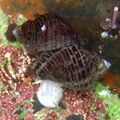 Mating whelks at tide pools.jpg