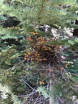 Melampsorella caryophyllacearum (Inyo National Forest, California, USA) 1.jpg