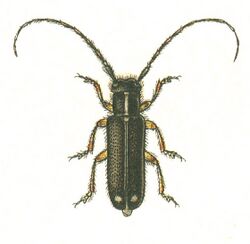 Menesia bipunctata.jpg