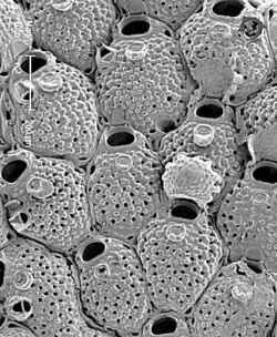Microporella lunifera.jpg