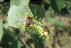 Monema flavescens flavescens larva.JPG