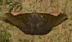 Moths of Costa Rica (Sphacelodes vulneraria) (25171470886).jpg