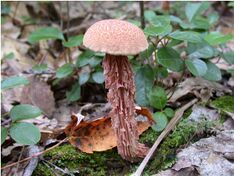 Mushroom - Flickr - USDAgov.jpg