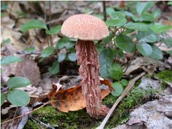 Mushroom - Flickr - USDAgov.jpg