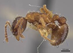 Myrmica ademonia.jpg