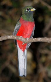 Narina Trogon, Apaloderma narina MALE at Lekgalameetse Provincial Reserve, Limpopo, South Africa (14654439002).jpg