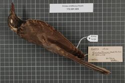 Naturalis Biodiversity Center - RMNH.AVES.141170 1 - Oriolus viridifuscus finschi Hartert, 1904 - Oriolidae - bird skin specimen.jpeg