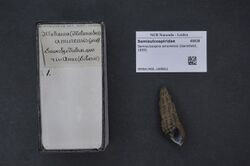 Naturalis Biodiversity Center - RMNH.MOL.169802 - Semisulcospira amurensis (Gerstfeldt, 1859) - Semisulcospiridae - Mollusc shell.jpeg