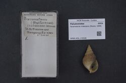 Naturalis Biodiversity Center - RMNH.MOL.170508 - Paramelania iridescens (Moore, 1898) - Paludomidae - Mollusc shell.jpeg