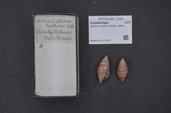 Naturalis Biodiversity Center - RMNH.MOL.217279 - Vexillum moelleri (Küster, 1840) - Costellariidae - Mollusc shell.jpeg