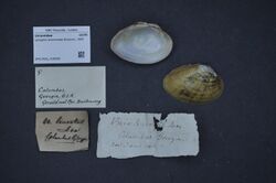Naturalis Biodiversity Center - ZMA.MOLL.418098 - Lampsilis binominata Simpson, 1900 - Unionidae - Mollusc shell.jpeg