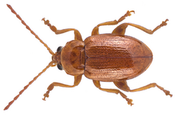 Neocrepidodera transversa (Marsham, 1802) (16276353387).png