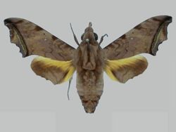Nyceryx janzeni BMNHE273103 male up.jpg