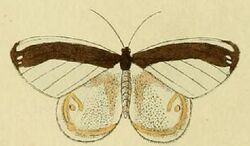 Opisthoxia amabilis.JPG