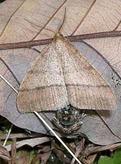 Pachyerannis obliquaria1.jpg