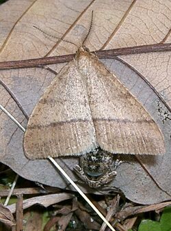 Pachyerannis obliquaria1.jpg