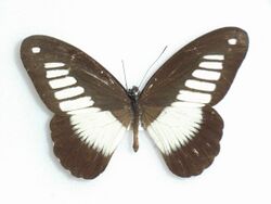 Papiliocynorta Fabricius, 1793.JPG
