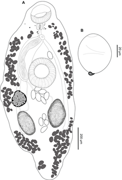 Parasite210036-fig6 - Creptotrema megacetabularis (Digenea, Allocreadiidae).png