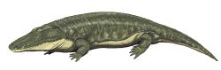 Parotosuchus orenb12DB.jpg