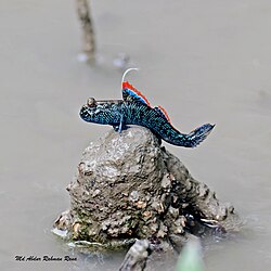 Periophthalmodon septemradiatus, Sundarbans.jpg