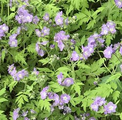 Phacelia bipinnatifida in the New York Botanical Garden.jpg