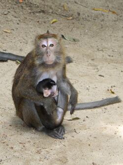 Philippine long-tailed macaque.jpg