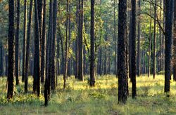 Pinus palustris Ocala USDAFS.jpg