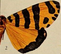 Pl.13-02-Amphicallia pactolicus (Butler, 1888).JPG