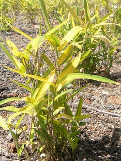 Pleioblastus viridistriatus 1.JPG