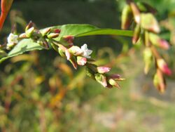 Polygonum hydropiper3.jpg