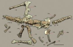 Preserved bones of Sanjuansaurus.jpg