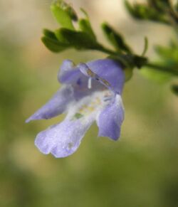 Prostanthera parvifolia.jpg