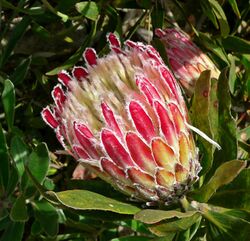 Protea obtusifolia Holiday Red 2.jpg