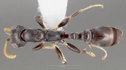 Pseudomyrmex cubaensis casent0005871 dorsal 1.jpg