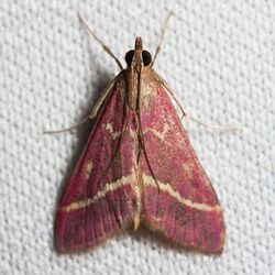 Pyrausta volupialis.jpg