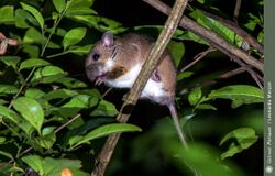 Rato-da-árvore (Rhipidomys mastacalis).jpg