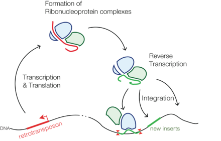Schematic of retrotransposon propagation through the genome.