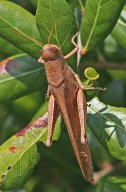 Rusty Bird Grasshopper - Schistocerca rubiginosa, Merritt Island National Wildlife Refuge, Florida.jpg