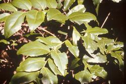 Schoepfia arenaria.jpg