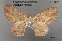 Scotocyma-rutilimixta-geometrid-moth-dorsal-view-holotype-registration-no-t-18674-259466-large.jpg