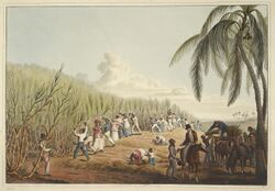 Slaves cutting the sugar cane - Ten Views in the Island of Antigua (1823), plate IV - BL.jpg