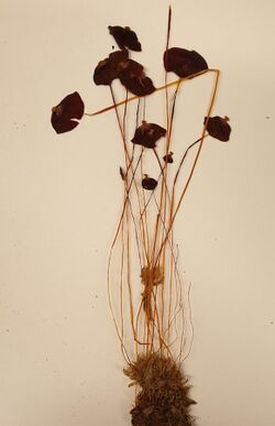 Splachnum rubrum (red dung moss).jpg