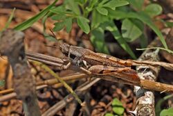 Spur-throated grasshopper (Catantops humeralis).jpg